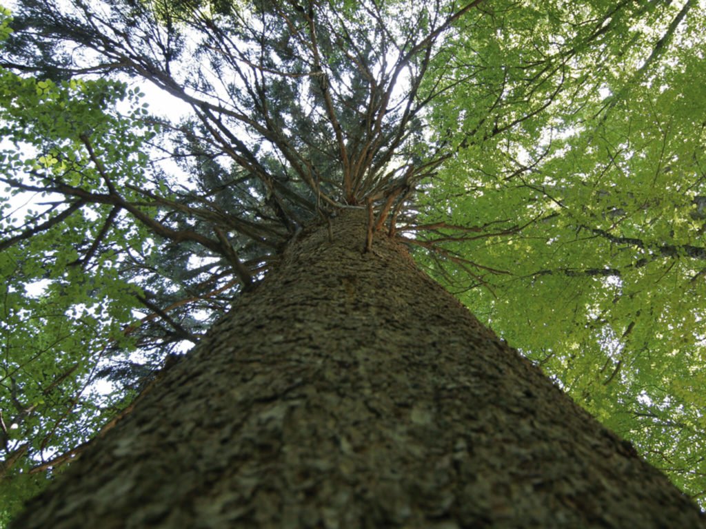 tvb-hallein-duerrnberg-tennengau-lammertaler-urwald