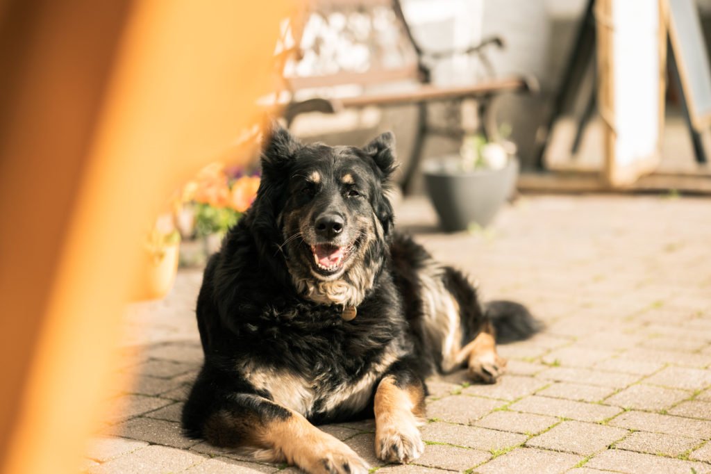 tvb-hallein-duerrnberg-erleben-geniessen-egglgut-hund