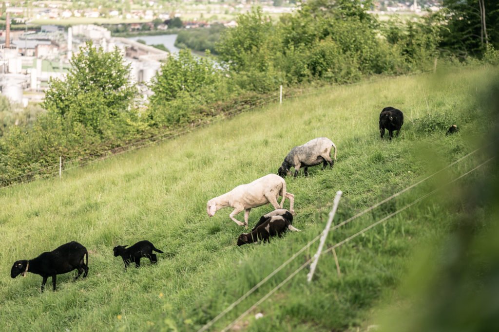 tvb-hallein-duerrnberg-erleben-geniessen-egglgut-wiese-mit-schafen