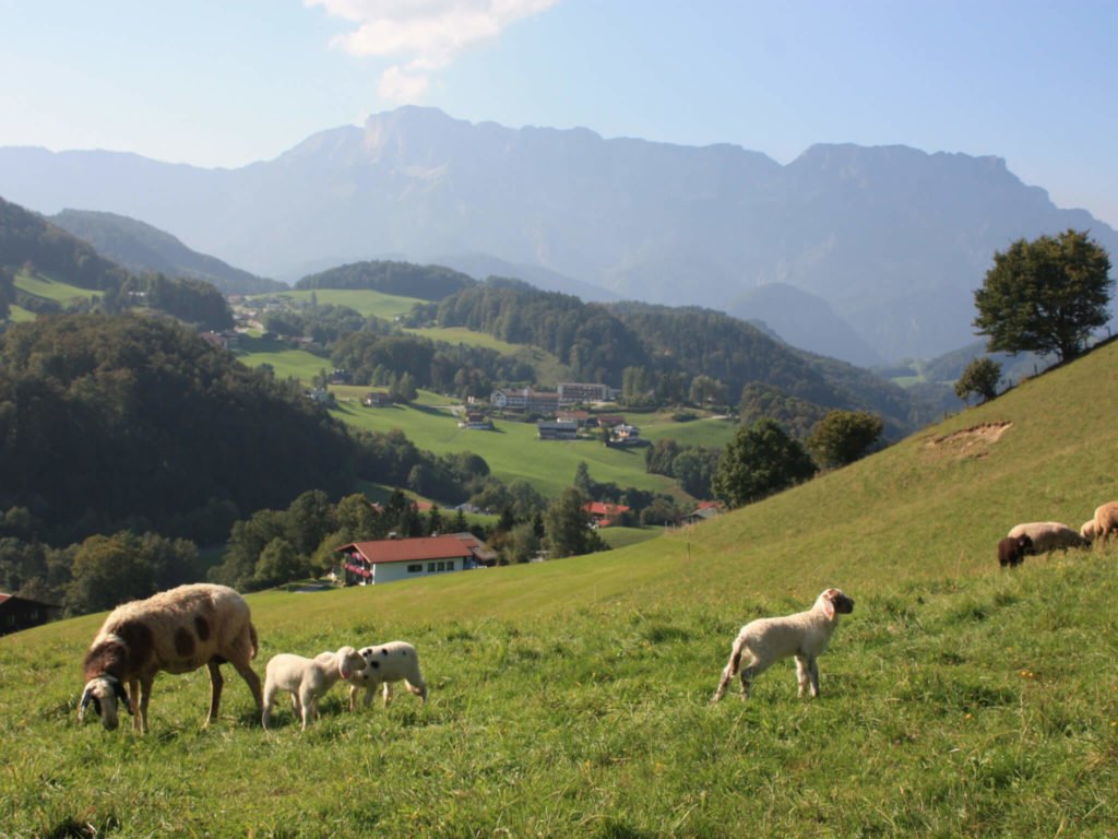 tvb-hallein-duerrnberg-wandern-schornhoehe-schafe