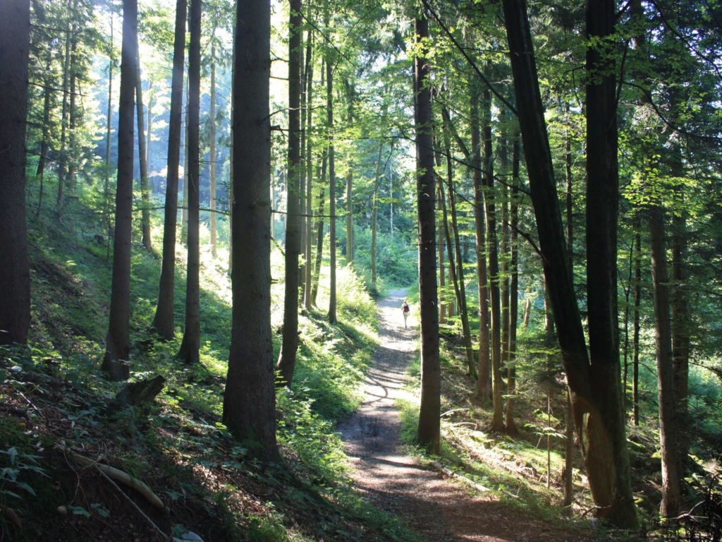 tvb-hallein-duerrnberg-wandern-wallbrunn-rundwanderweg-wald