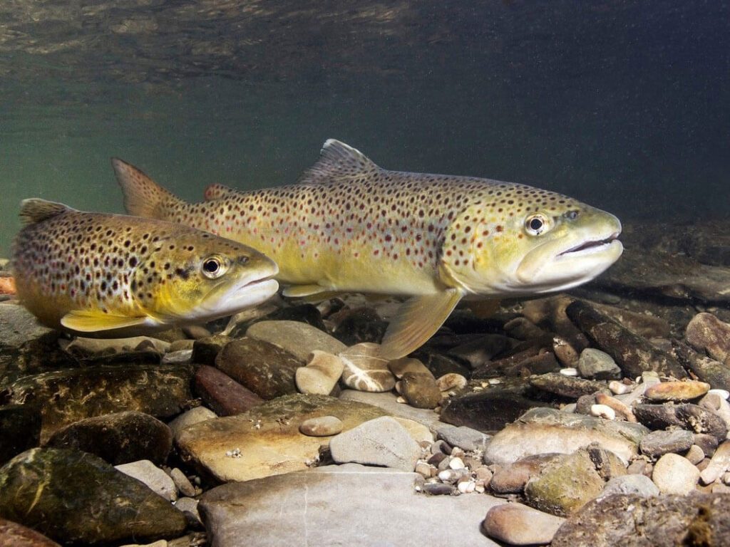 tvb-hallein-duerrnberg-erleben-fisch-c-Rostislav-stockadobecom