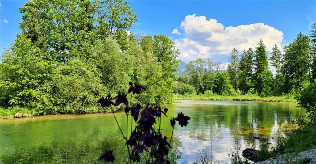 tvb-hallein-duerrnberg-fischen-Alm-sommer