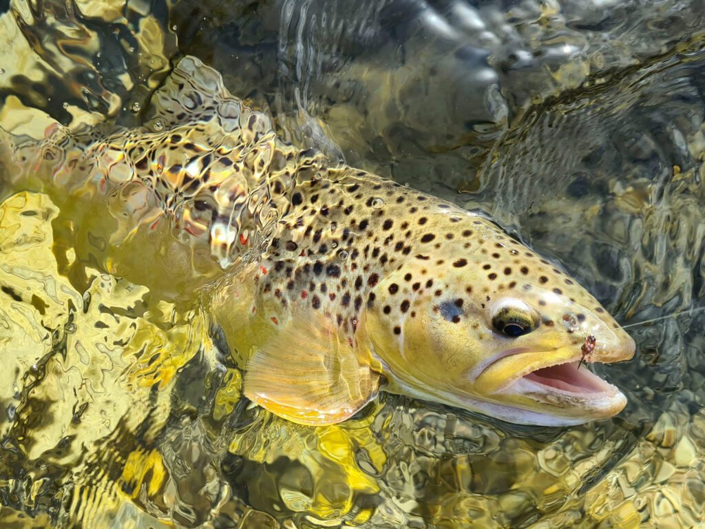 tvb-hallein-duerrnberg-fischen-fisch