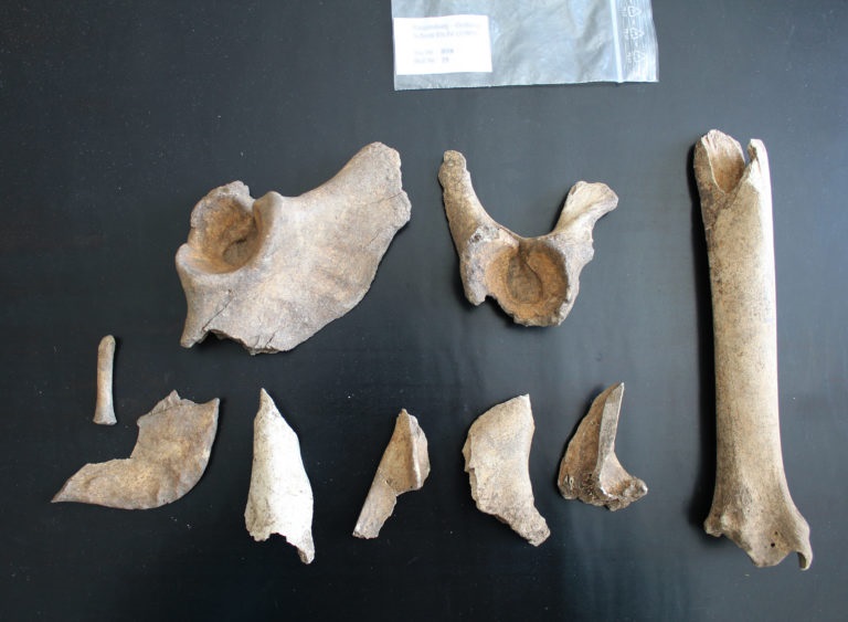 TVB_22.Oktober_Rindshaxe und Biberschwanz – Neue Archäozoologische Ergebnisse