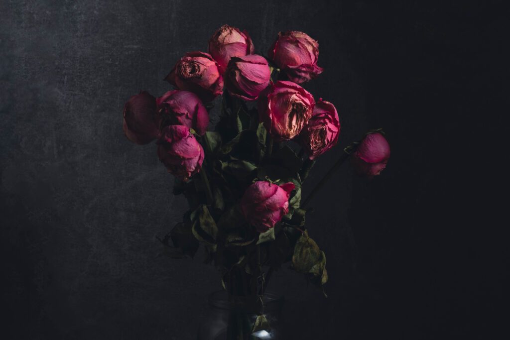 Dried bouquet pink roses in vase on dark background. Concept of relationships.