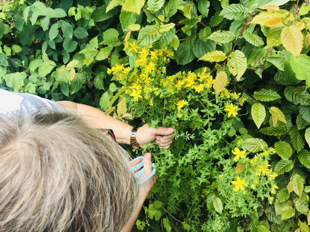 johanniskraut-pfluecken © Melanie Deisl