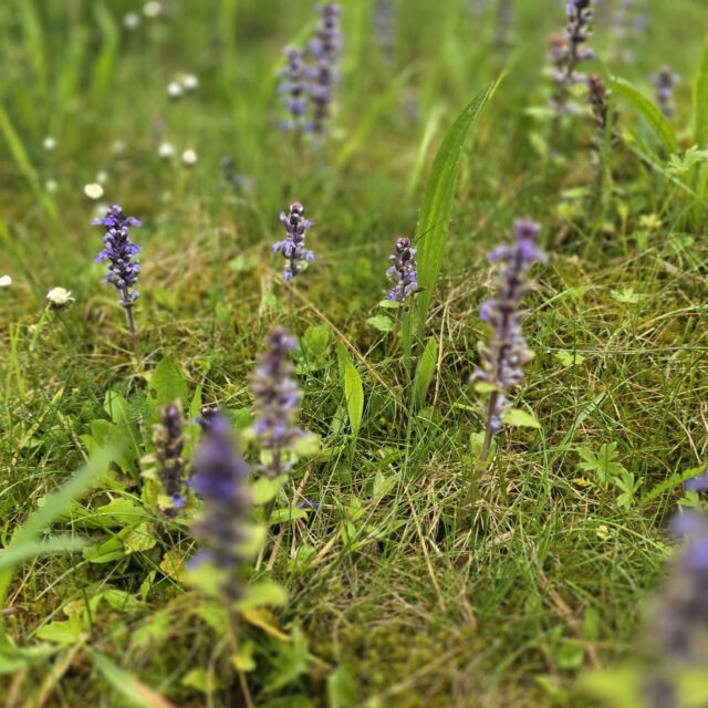 kriechender-günsel © Melanie Deisl