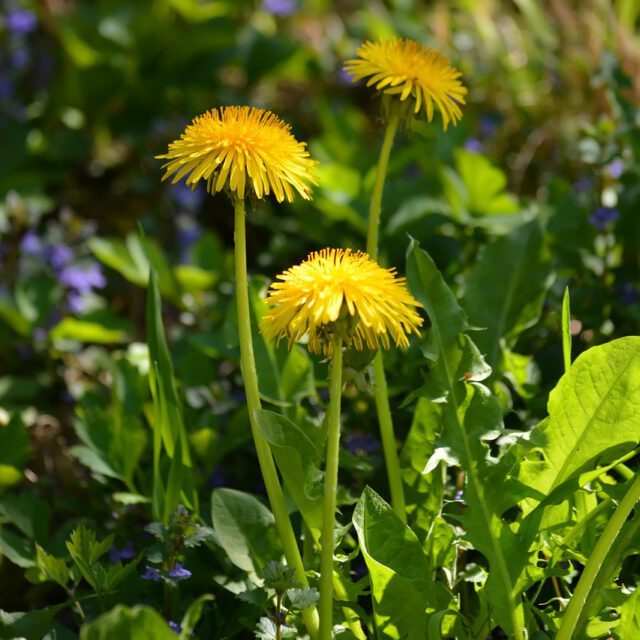 loewenzahn © Naturell, pixabay.com