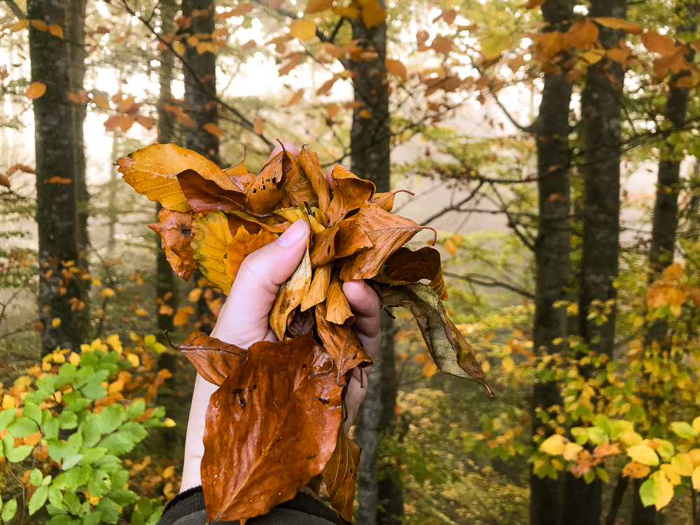 herbst-wald © Melanie Deisl