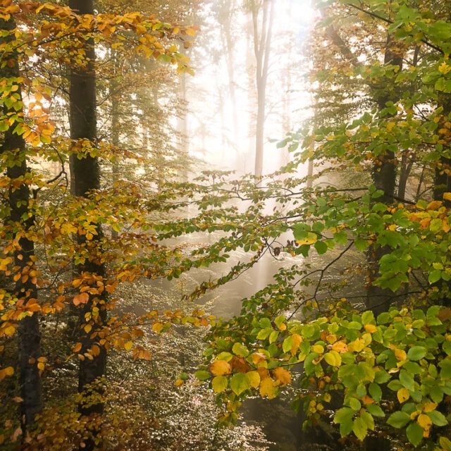 herbstwald © Melanie Deisl